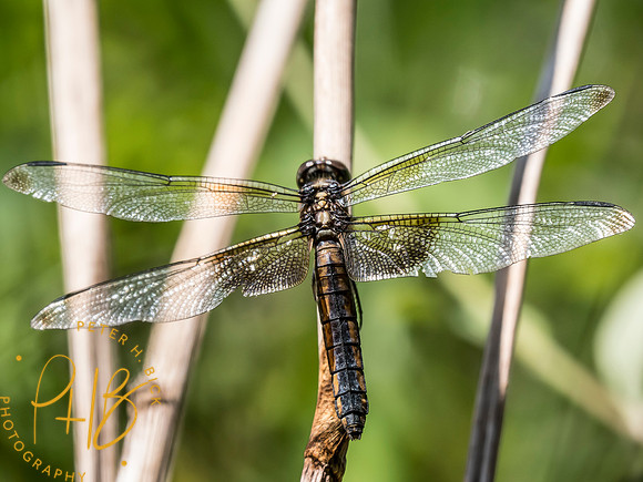 Indiana Birds and Wildlife 2025 10361-Edit