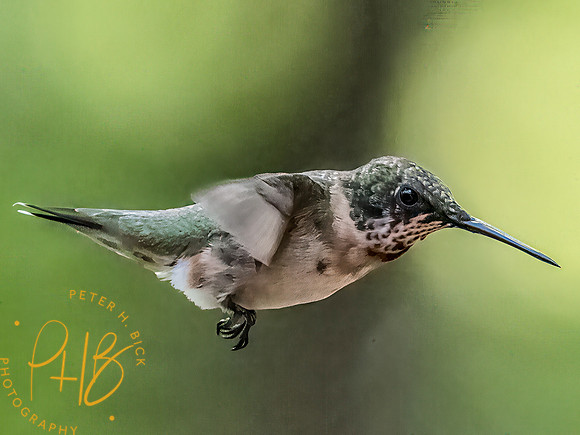 Indiana Birds and Wildlife 2025 10370-Edit-Edit