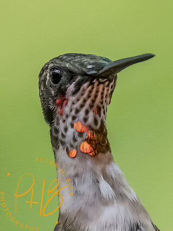 Indiana Birds and Wildlife 2025 10382-Edit