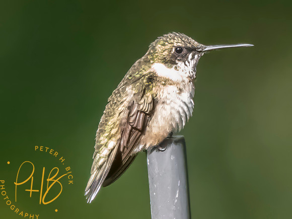 Indiana Birds and Wildlife 2025 10395