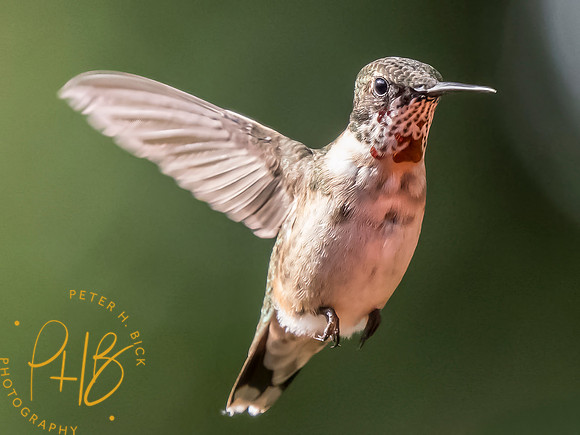 Indiana Birds and Wildlife 2025 10398