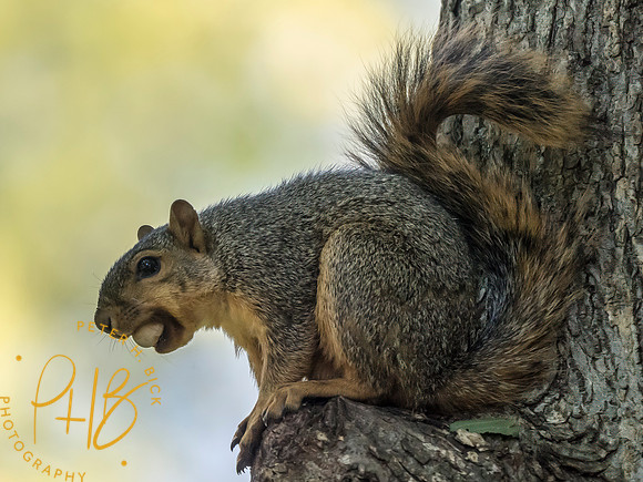 Indiana Birds and Wildlife 2025 10428