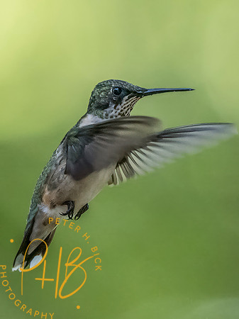 Indiana Birds and Wildlife 2025 10431