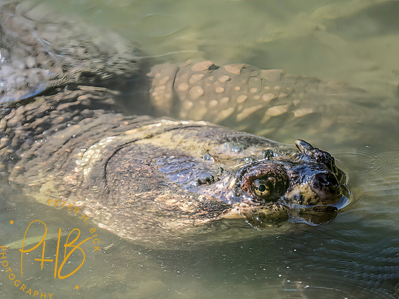 Indiana Birds and Wildlife 2025 10461-Edit