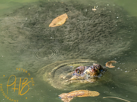 Indiana Birds and Wildlife 2025 10475-Edit