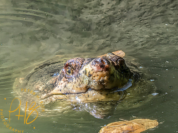 Indiana Birds and Wildlife 2025 10478-Edit-Edit