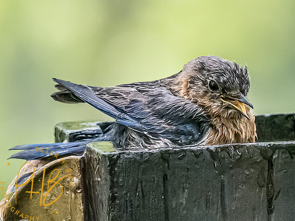 -Indiana Birds and Wildlife 2022 4521-Edit-Edit