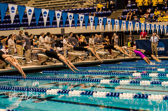 400-free-relay-start- ncaa-dii-2015-4628