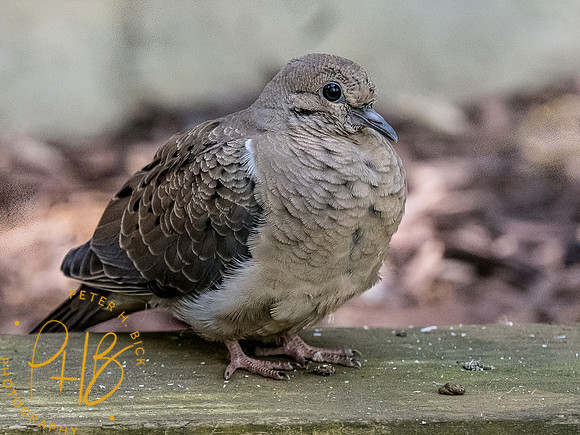 -Indiana Birds and Wildlife 2022 5256-Edit-Edit