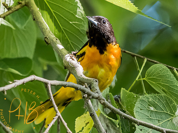 -Indiana Birds and Wildlife 2022 5663-Edit-Edit