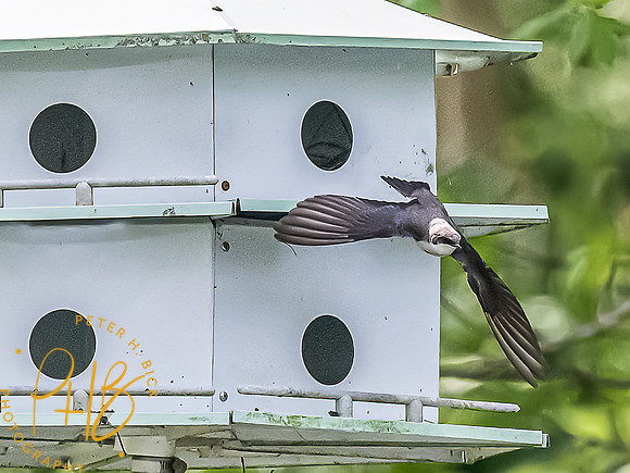 -Indiana Birds and Wildlife 2022 4449-Edit-Edit