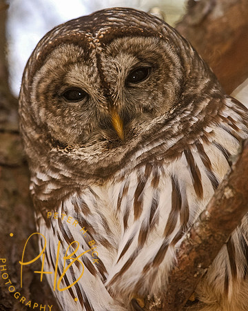 Barred Owl 03-51p