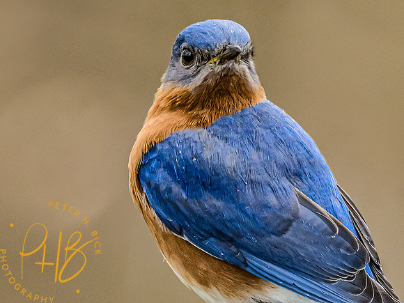 -Indiana Birds and Wildlife 2022 3505-Edit-Edit
