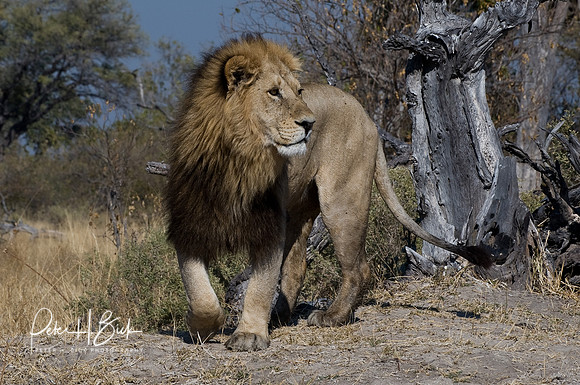 Africa 08 9724
