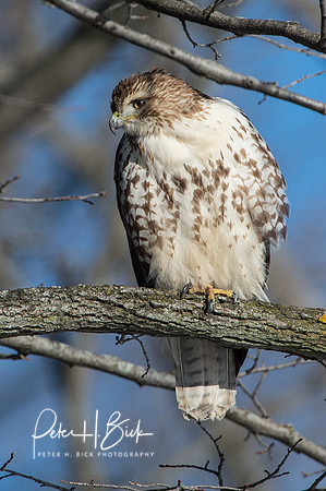 Zionsville Birds 2015 0378