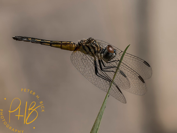 Indiana Birds and Wildlife 2025 10489-Edit