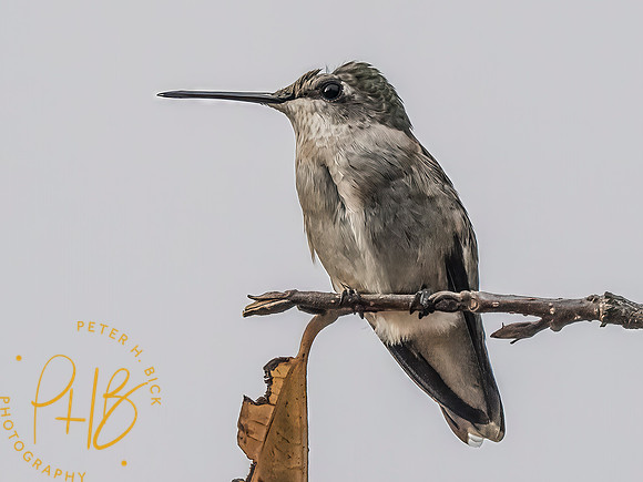 Indiana Birds and Wildlife 2025 10583-Edit-Edit