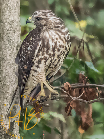 Indiana Birds and Wildlife 2025 10595-Edit-Edit