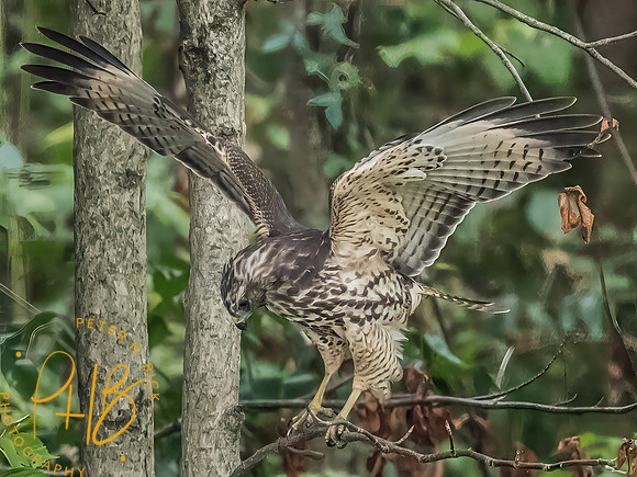 Indiana Birds and Wildlife 2025 10599-Edit-Edit