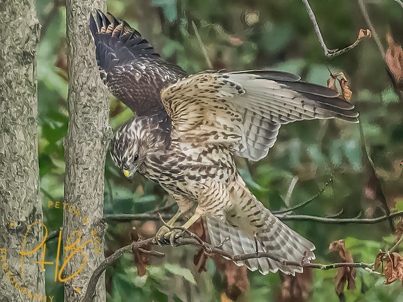 Indiana Birds and Wildlife 2025 10604-Edit-Edit