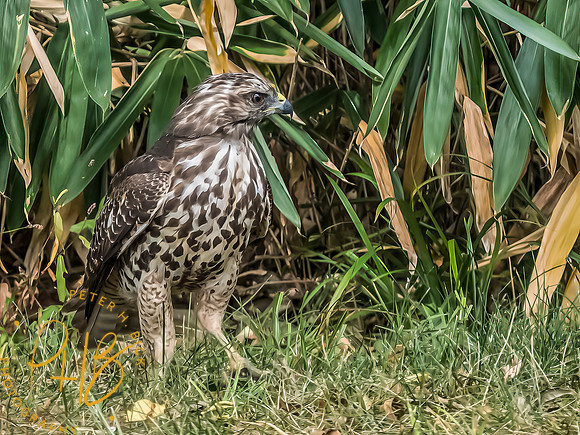 Indiana Birds and Wildlife 2025 10610-Edit-Edit