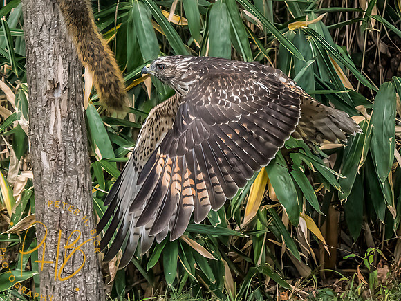 Indiana Birds and Wildlife 2025 10621-Edit-Edit