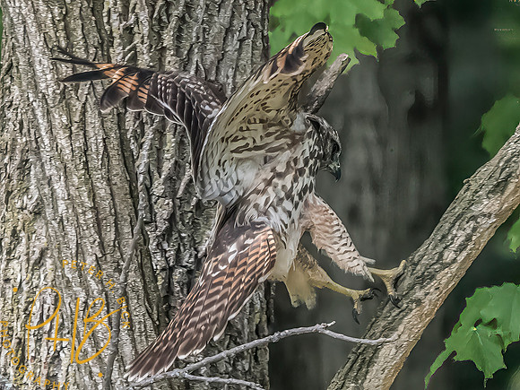 Indiana Birds and Wildlife 2025 10653-Edit-Edit
