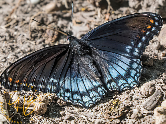 Indiana Birds and Wildlife 2025 10693-Edit-Edit