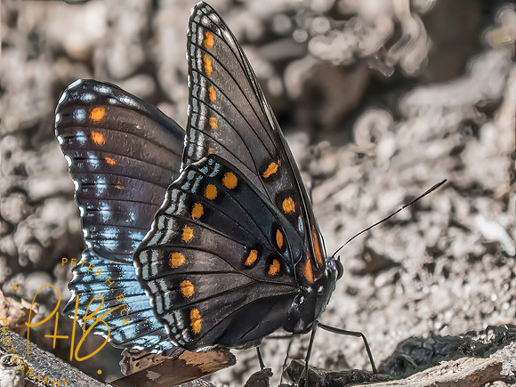 Indiana Birds and Wildlife 2025 10711-Edit-Edit