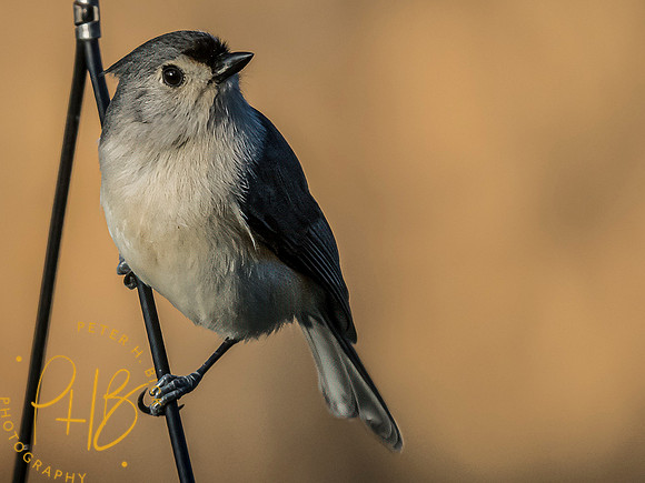 Indiana Birds and Wildlife 2024 1027-Edit