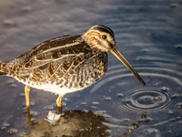 Indiana Birds and Wildlife 2025