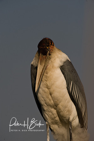 Africa 08 10746
