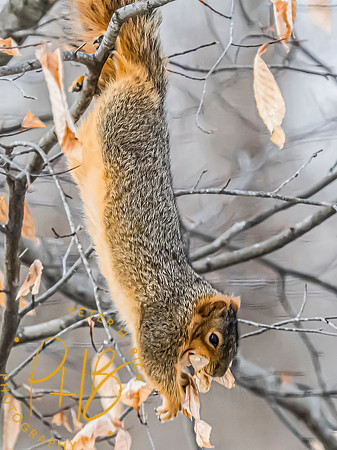 Indiana Birds and Wildlife 2025 1430-Edit-topaz-focus