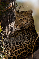 0058Africa 08 9158