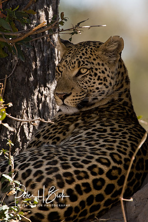 0058Africa 08 9158