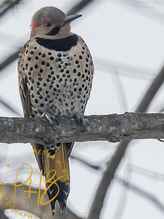 Indiana Birds and Wildlife 2025 1590-Edit