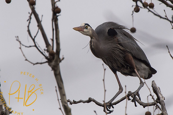 Indy Heron Rookery 2014 0062