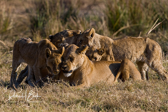 Africa 08 10432