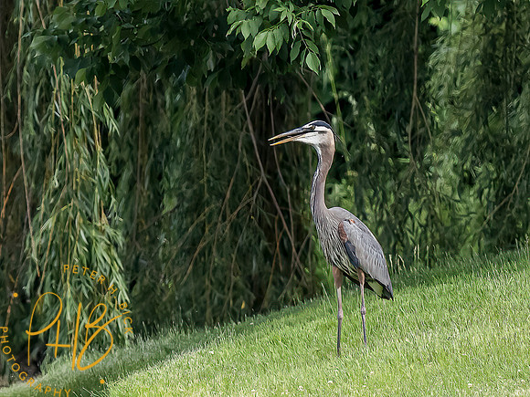 -Indiana Birds and Wildlife 2022 5617-Edit-Edit