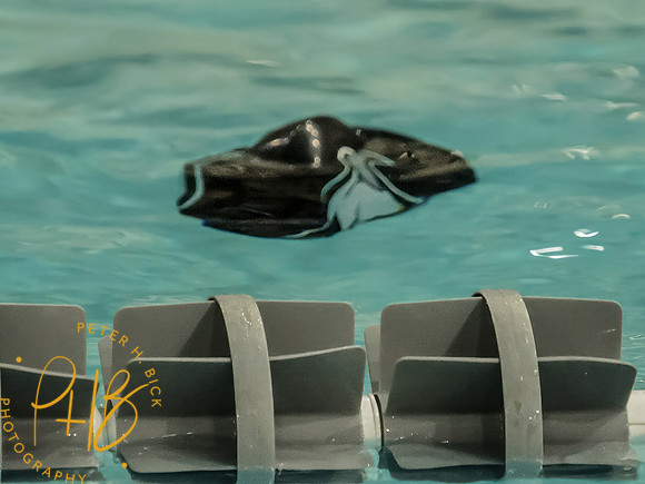 Zionsville Swimming 2025-26 4609-Edit