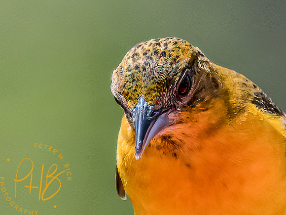 -Indiana Birds and Wildlife 2022 3914-Edit-Edit