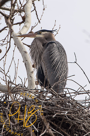Indy Heron Rookery 2014 0026
