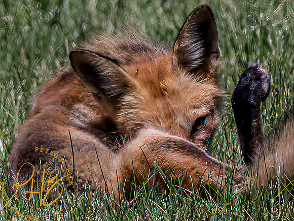 -Indiana Birds and Wildlife 2022 6430-Edit-Edit
