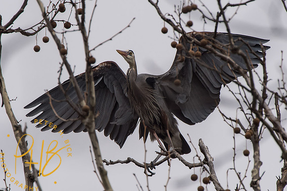 Indy Heron Rookery 2014 0075