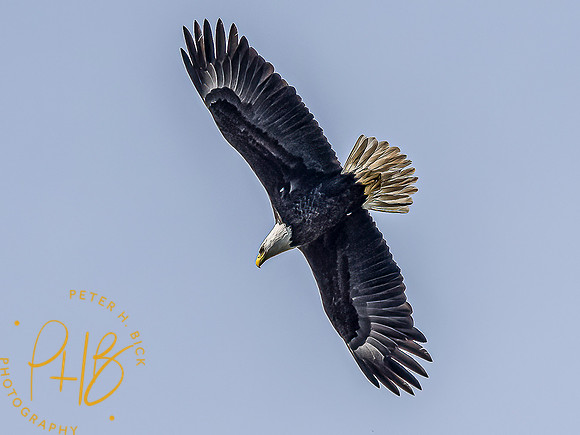 -Indiana Birds and Wildlife 2022 5369-Edit-Edit