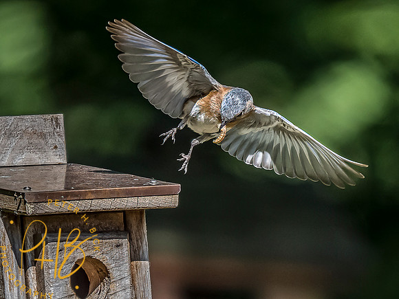 -Indiana Birds and Wildlife 2022 6580-Edit-Edit