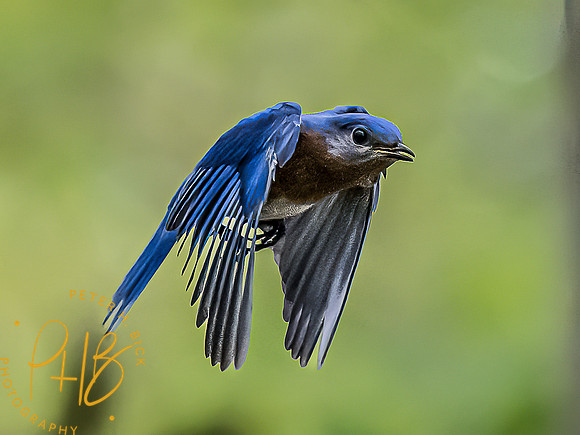 -Indiana Birds and Wildlife 2022 4464-Edit-Edit