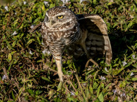 Wildlife and Nature