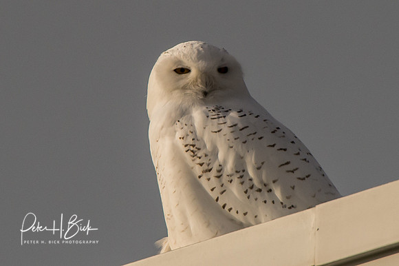 Snowy Owl 2014 0381