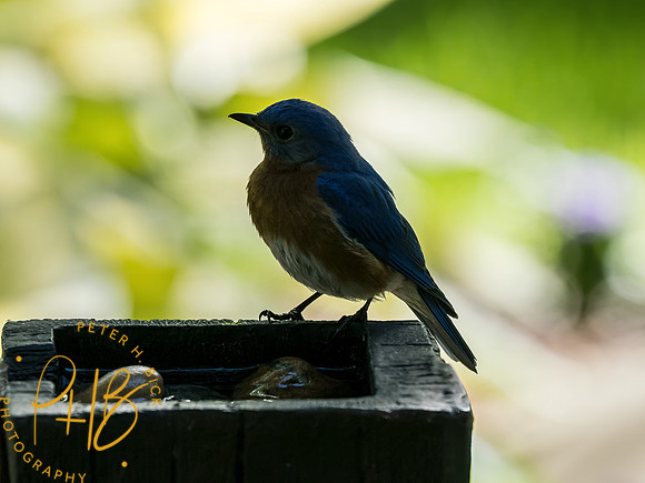 -Indiana Birds and Wildlife 2022 5253-Edit-Edit